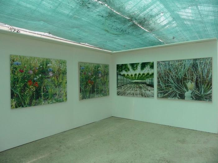 Angolo della sala con quattro grandi fotografie a colori di vegetazione